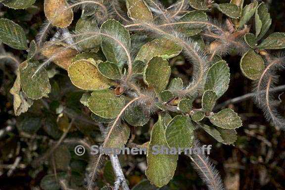 cercocarpus betuloides var betuloides 5 graphic